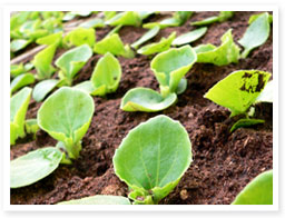 オーガニックとはイメージ